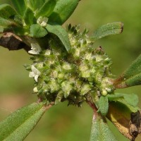 Spermacoce verticillata L.